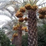 خوزستان؛ قطب تولید و صادرات خرما کشور