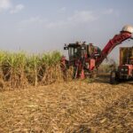 هر قطره، هر برگ؛ راز پایداری نیشکر در مدیریت آب و پسماند