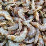 تولید بیش از ۲ هزار و ۵۰۰ تن میگوی پرورشی در خوزستان