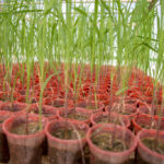 صرفه‌جویی ارزی و افزایش بهره‌وری با تولید ارقام جدید نیشکر