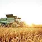 پیشرفت ۸۰ درصدی کشت گندم آبی در خوزستان/ چالش تامین آب اراضی در حوضه‌های مارون و کرخه