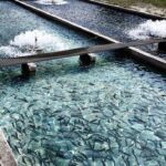 ۱۵ پروژه شیلاتی در خوزستان با ظرفیت ۲۳۰ هزار تن در دستور کار