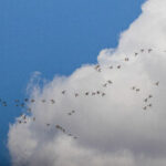 تنفس هوای «پاک» در ۷ شهر خوزستان