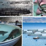 استقرار قفس‌های پرورش ماهی در بحرکان با ظرفیت ۲۰۰۰ تن