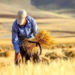 پرداخت ۶ همت از مطالبات گندمکاران خوزستانی