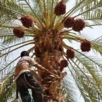 پیش‌بینی تولید بیش از ۴۵۰ هزار تن خرما در خوزستان