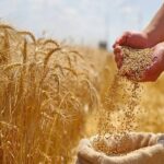 واریز ۵۰ همت از مطالبات گندمکاران خوزستان