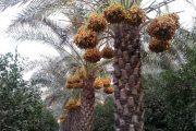 خوزستان؛ قطب تولید و صادرات خرما کشور