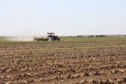 افزایش ۳۴ درصدی سطح زیر کشت چغندرقند در مزارع نیشکری خوزستان