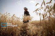 آمادگی کامل خوزستان برای خرید تضمینی گندم/ کشاورزان دغدغه‌ای نداشته باشند