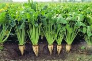 فعالیت ۲۵ مزرعه الگویی کلزا و چغندرقند در خوزستان آغاز شد