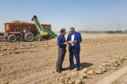 کشت چغندرقند در کنار نیشکر گامی راهبردی برای خودکفایی شکر است
