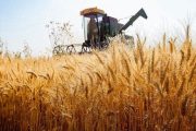 خرید ۶۷ هزار تن گندم در اهواز