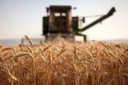 بیش از ۲۰۶ هزار تن گندم از کشاورزان خوزستانی خریداری شد