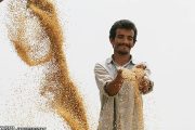 درخواست سرپرست جهادکشاورزی خوزستان از رئیس‌جمهور برای پرداخت مطالبات گندمکاران
