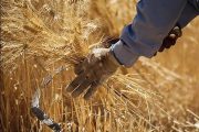 خرید بیش از یک میلیون و ۳۴۷ هزار تن گندم از کشاورزان خوزستانی