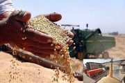 خرید بیش از یک‌میلیون و ۴۰۲ هزار تن گندم در خوزستان