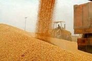 خرید بیش از ۵۸ هزار تن گندم در خوزستان