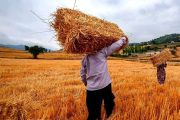 معاون استاندار: پرداخت مطالبات گندمکاران خوزستان زودتر از سال گذشته انجام می‌شود