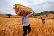تداوم روند صعودی خرید تضمینی گندم در خوزستان/ عبور از ۲۳۰ هزار تن