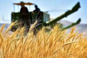 آمادگی ۱۱۲ مرکز خرید گندم در خوزستان/ کشاورزان با اطمینان، گندم خود را تحویل بدهند