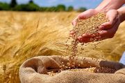 خرید بیش از یک میلیون و ۳۰۰ هزار تن گندم از کشاورزان خوزستانی