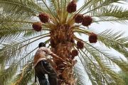 پیش‌بینی تولید بیش از ۴۵۰ هزار تن خرما در خوزستان