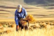 پرداخت ۶ همت از مطالبات گندمکاران خوزستانی