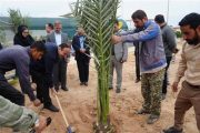 مهندس ناصری: در سال جاری 20 هزار نهال به مناطق همجوارتاسیسات اهدا شد