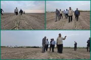 کشت نیشکر در خوزستان آغاز شد؛ ۱۶ هزار و ۵۰۰ هکتار زیر کشت می‌رود