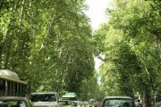 جریمه 117میلیاردتومانی برای خشکاندن درختان خیابان ولیعصر(عج)