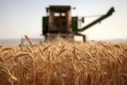 خریداری یک میلیون و ۴۳۰ هزار تن گندم در خوزستان