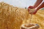 واریز ۵۰ همت از مطالبات گندمکاران خوزستان