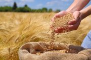 خرید یک‌میلیون و ۴۳۸ هزار تن گندم در خوزستان