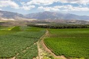 رفع محدودیت صادرات بخشی از محصولات کشاورزی خوزستان