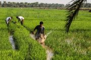کشت شلتوک (برنج) در حوضه‌های کرخه، دز، کارون، مارون–جراحی و زهره در خوزستان ممنوع شد